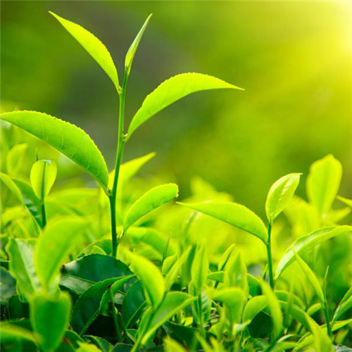 绿色唯美清新头像 高清唯美的绿色清新图片头像_植物