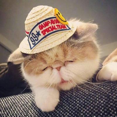 胖萌猫图片头像 高清可爱的猫咪卖萌头像图片