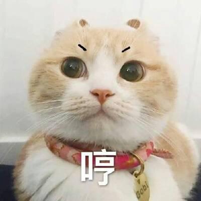 qq头像猫咪带字 高清可爱的猫咪带字头像图片