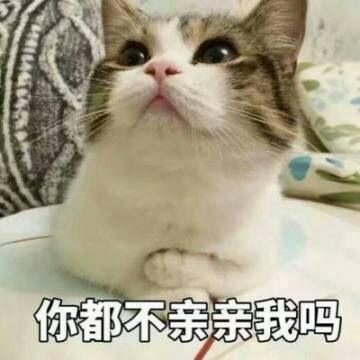 qq头像猫咪带字 高清可爱的猫咪带字头像图片