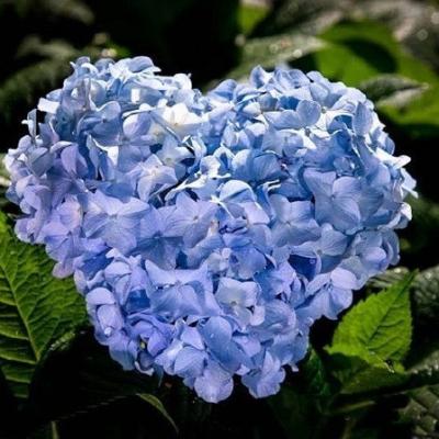 微信头像花朵图片大全 高清漂亮好看的微信花朵头像