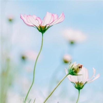 微信头像花朵图片大全 高清漂亮好看的微信花朵头像