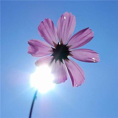 微信头像花朵图片大全 高清漂亮好看的微信花朵头像