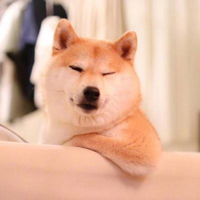 微信狗狗头像图片大全 好看的萌宠狗狗微信头像高清